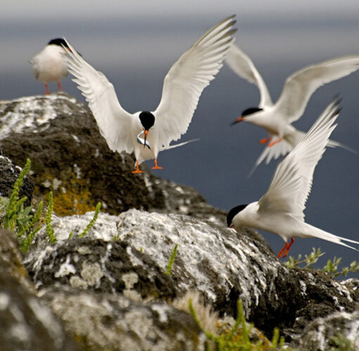 Birdwatching, Ilha do Faial