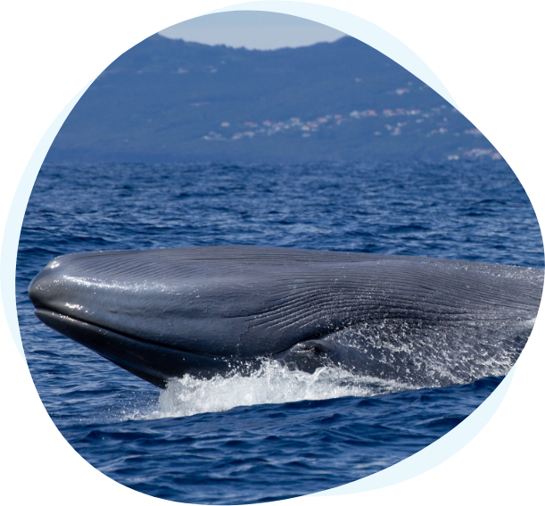 Whale Watching, Primavera, Ilha do Faial
