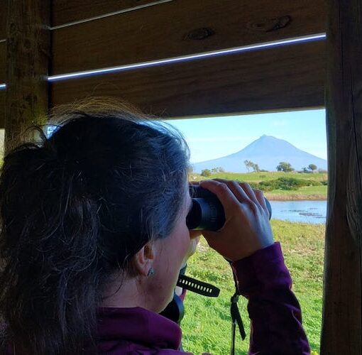 Birdwatching, Ilha do Faial. Açores