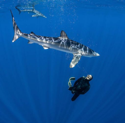 Mergulhar com tubarões, Ilha do Faial. Açores