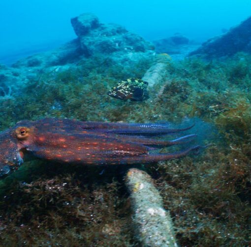 Naufrágio Main, Baía de Porto Pim, Faial