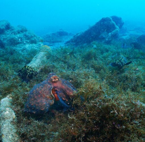 Naufrágio Main, Baía de Porto Pim, Faial