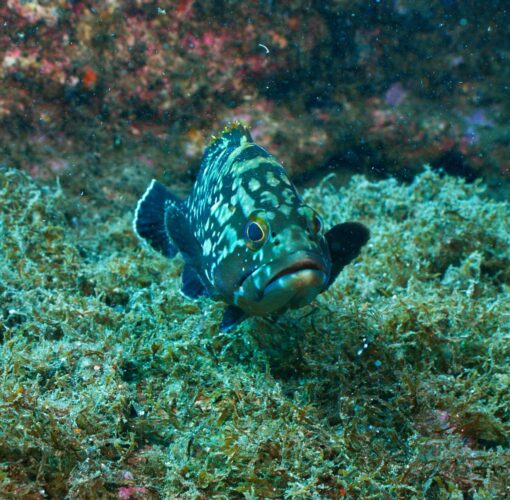 Naufrágio Main, Baía de Porto Pim, Faial