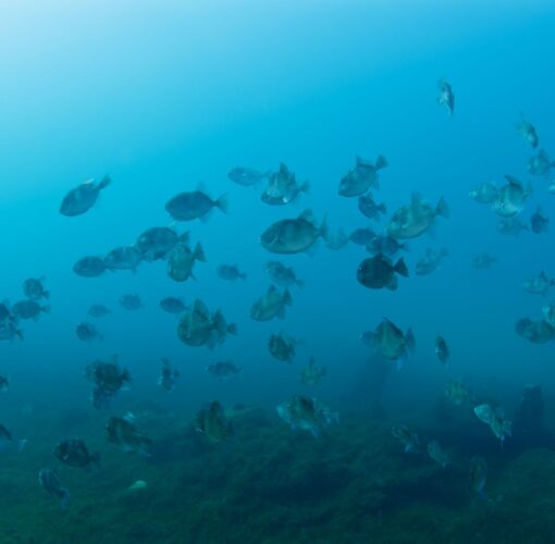 Naufrágio Main, Baía de Porto Pim, Faial