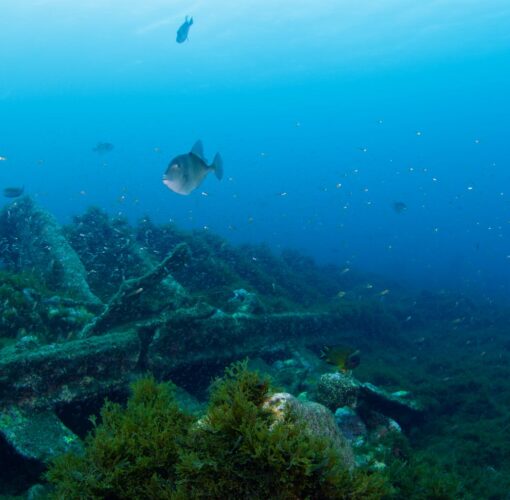 Naufrágio Main, Baía de Porto Pim, Faial