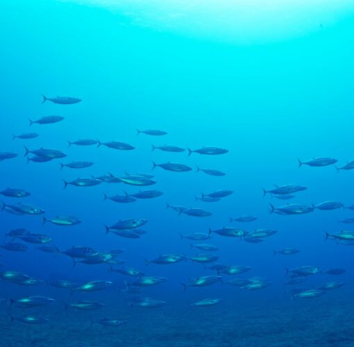 Depósito Arqueológico de Entre Montes, Faial