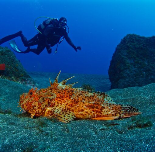Depósito Arqueológico de Entre Montes, Faial