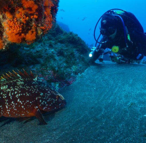 Depósito Arqueológico de Entre Montes, Faial