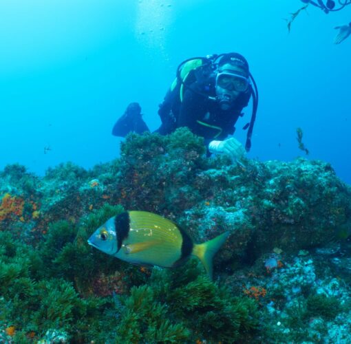 Depósito Arqueológico de Entre Montes, Faial